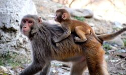 جدري القردة يكتسح العالم.. والدواء الأهم لا يعمل ضده